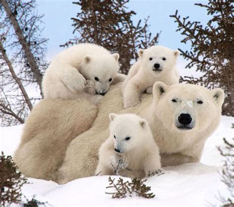 Adorable Moment Polar Bear Mother Emerges With Her Three Cubs Into The