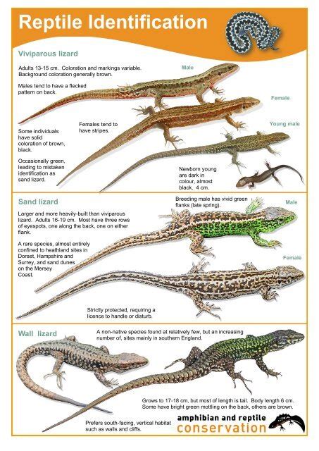 Types Of Lizards Chart