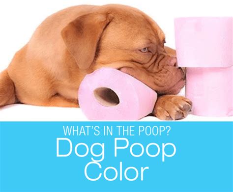 Dog Poop Color Why Is My Dogs Poop Weird Color