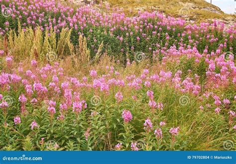 Pink Flowers Of Fireweed Epilobium Or Chamerion Angustifolium Stock