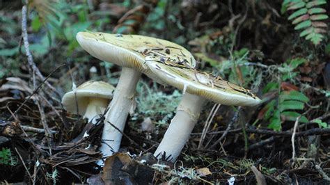 This Mushroom Starts Killing You Before You Even Realize