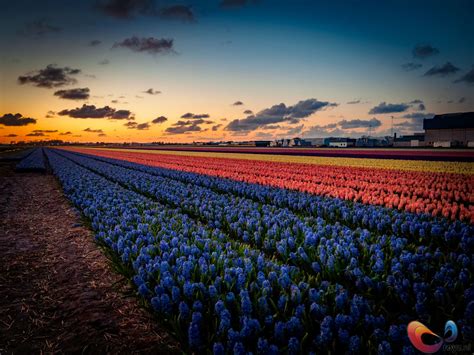 These Pics Of The Flower Fields In The Netherlands Will Continue To