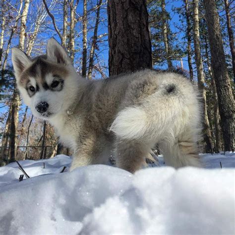 A Siberian Husky Puppy Playing In Snow Puppy Safe Puppy Play Pet
