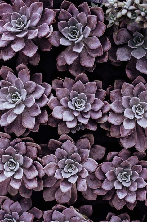 Nature Purple Succulent Plants Flower Image Free Stock Photo