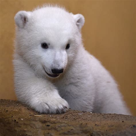 Germany Photos Of Cute Polar Bear Cub Exploring The World