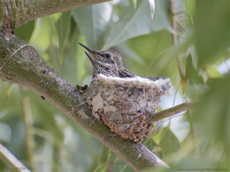 Nesting Hummingbird