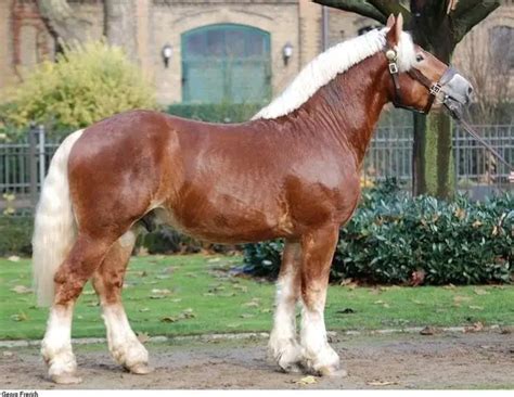 Top 25 Most Popular Draft Horse Breeds Of The World