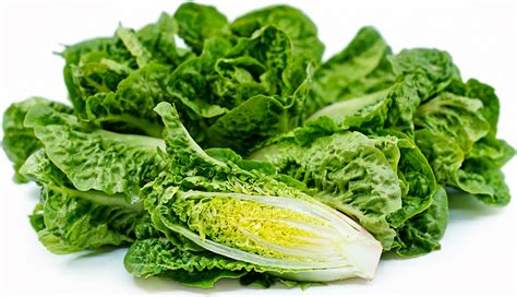 Baby Green Romaine Lettuce Information Recipes And Facts