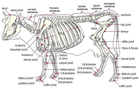 Appendicular Skeleton Of A Cow Diagram Quizlet