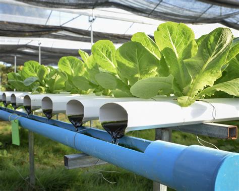 Hydroponic Farming Training And Research Agribusiness Education And