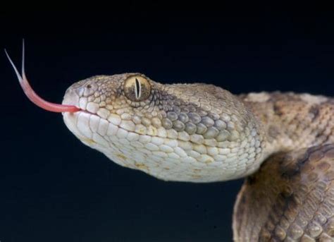 Why Do Snakes Use Their Tongue Petmd