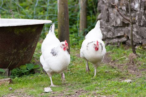 Raising Sussex Chickens Breed Facts ChickenCoopGuides Com