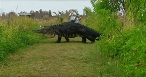 Video Shows Huge Alligator Crossing In Front Of Florida Tourists