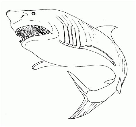Coloriage De Vrai Requin 1001 Animaux