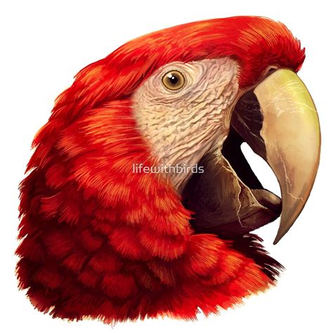 Scarlet Macaw Parrot Realistic Painting By Lifewithbirds Redbubble