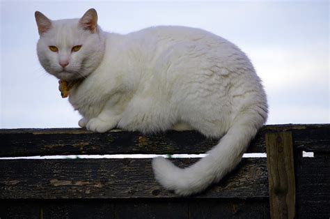 White Cat Sitting On The Fence Flickr Photo Sharing