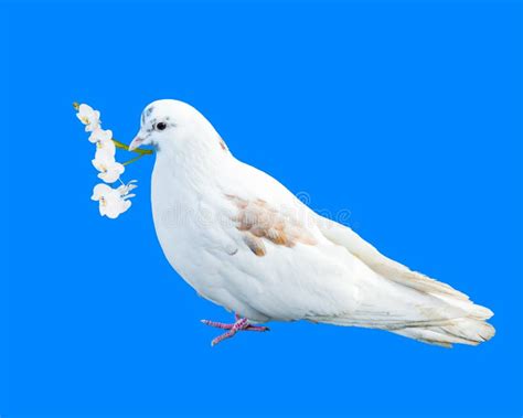 Bird White Dove With Flower In Beak Stock Photo Image Of Flower