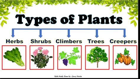 Types Of Plants Lessons Blendspace