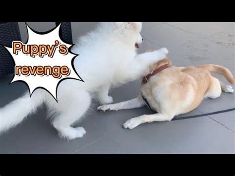 samoyed  labrador    energeticcute samoyed puppy compilation youtube