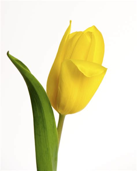 Tulip Single Flower Images Hd Best 500 Tulip Pictures Hd Download