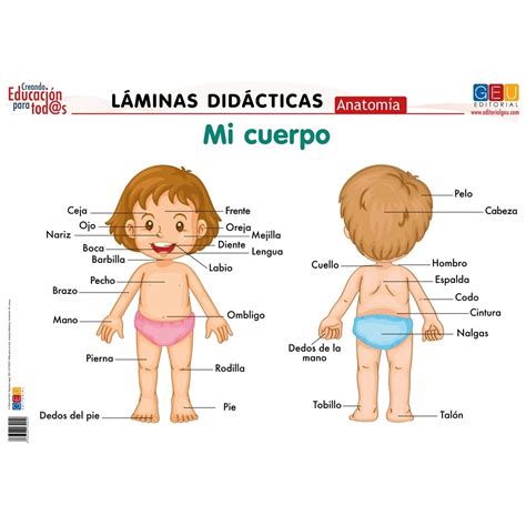 Láminas Didácticas Anatomía Mi Cuerpo Español ® Editorial Geu Mexico