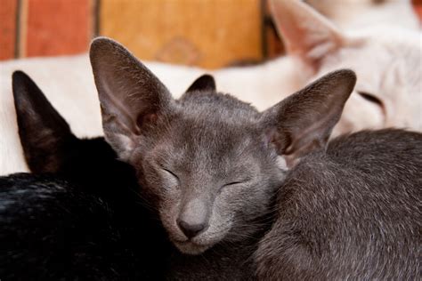 猫のオリエンタル性格や特徴は毛や目の色はサイアミーズとの違いは pepy