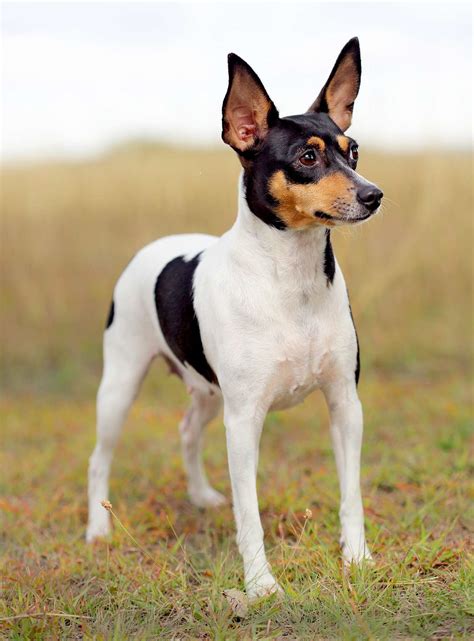 Toy Fox Terrier Dog Breed Information And Characteristics Daily Paws