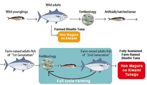Fully Sustained Farm Raised Bluefin Tuna Kyokuyo America Corporation