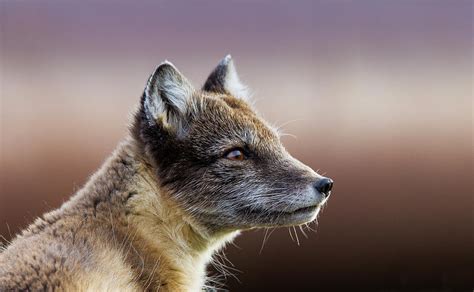 Arctic Fox Vulpes Lagopus Photograph By Mark Smith Pixels