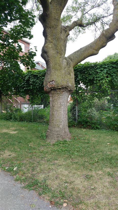 This Tree That Looks Like It Has Been Fat Shamed Rpics
