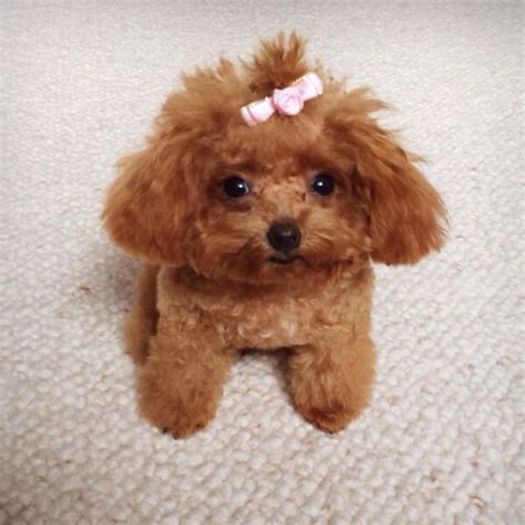 Poodle Love Hello Im Rosie Im A Tiny Teacup Poodle ´0ω0
