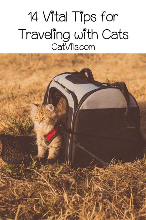 14 Vital Tips For Traveling With Cats