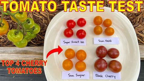 We Taste Tested The Top 4 Cherry Tomato Varieties You Recommended Here