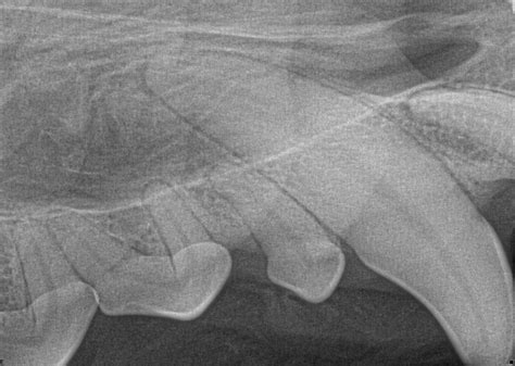 A cracked canine tooth isn't rare in cats, especially outdoor cats and former strays. Your Pet Dentist All Types of Dog and Cat Broken Teeth ...