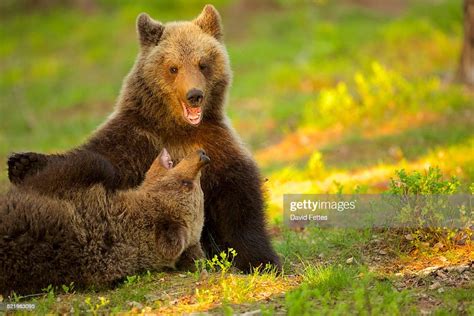Two Brown Bear Cubs Play Fighting In Taiga Forest Finland High Res