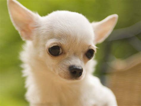 Chihuahua Hd Wallpapers Wallpaper Cave