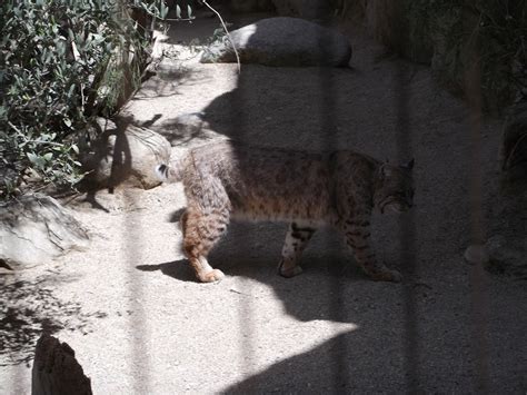 The Natural World Animal Spotlight The Bobcat