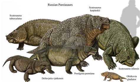 Russian Pareiasaurs Proelginia Can Be Synonym Of Scutosaurus S