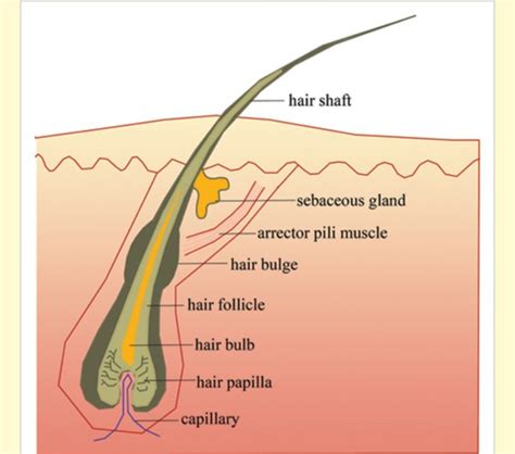 How To Deal With Two Hairs Growing Out Of The Same Follicle Quora