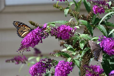 Propagating Butterfly Bush How To Grow Butterfly Bushes From A Seed Or