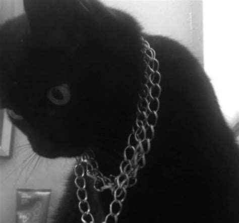 Pin By Angel Bby On Grunge Black Cat Aesthetic Black