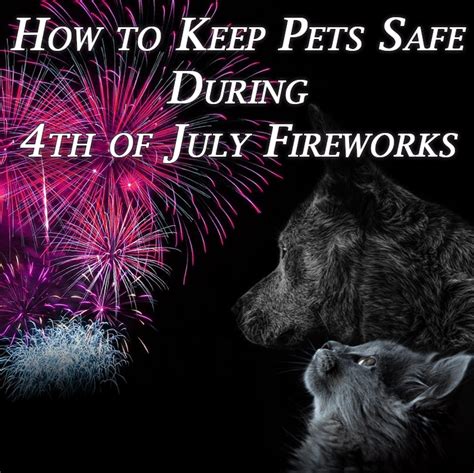 How To Keep Pets Safe During 4th Of July Fireworks Holidappy