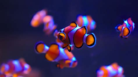 Clownfishes In Aquarium 4k Wallpapers Hd Wallpapers Id 28290