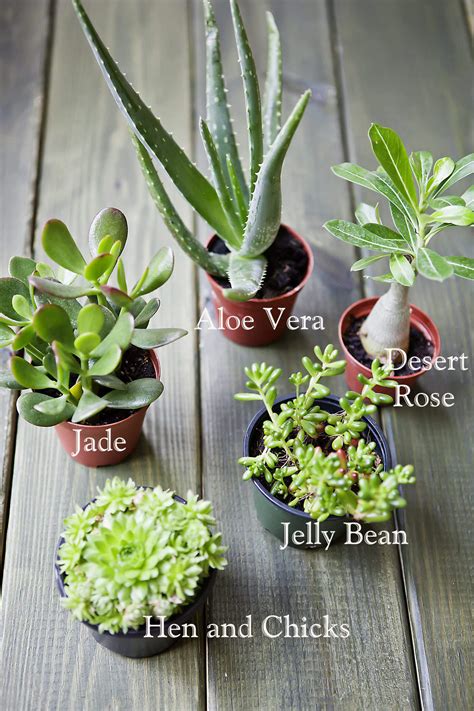 This succulent variety is a type of succulent. HOW TO CREATE A SUCCULENT GARDEN - Celebrate Creativity
