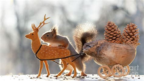 Red Squirrel Holding A Deer With A Sleigh Photograph By Geert Weggen