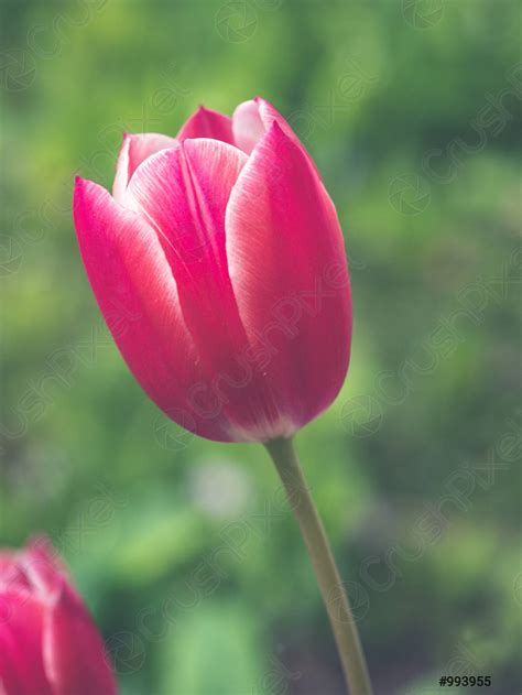 Colourful Single Tulip Flower Bloom In The Spring Garden Stock Photo