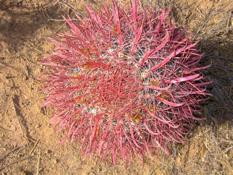 Photo Of The Entire Plant Of Fire Barrel Cactus Ferocactus Gracilis