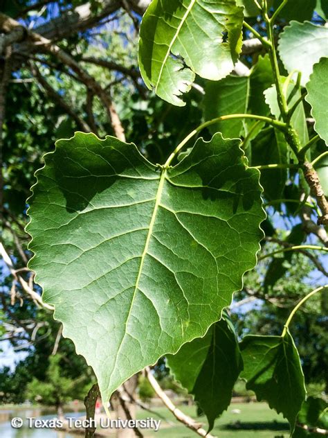 Cottonwood Tree Leaf Drop Charlena Bertrand