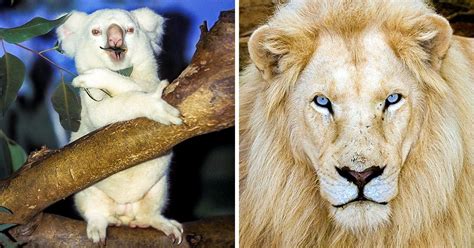 15 Albino Animals Who Were Born To Amaze The World Bright Side
