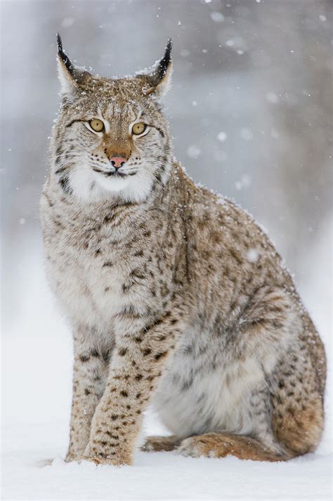 Eurasian Lynx In Winter Norway Photograph By Roger Eritja
